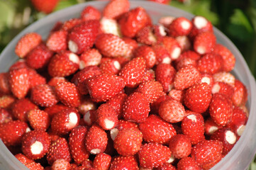 The wild strawberries
