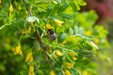 Buff-tailed Bumblebee (Bombus terrestris) in flight, above a dark pink salvia flower on a bright sunny day