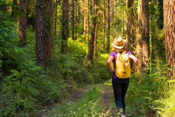 Traveler woman with a hat on her back and looking at the forest pines, hiker lifestyle concept,...
