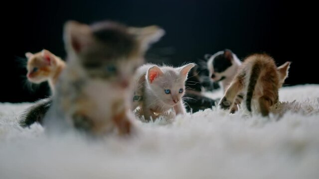 Cute kittens at 30 days old on a white carpet.