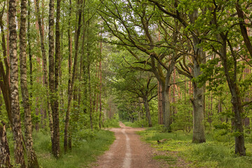 Fototapeta na wymiar Path in Forest