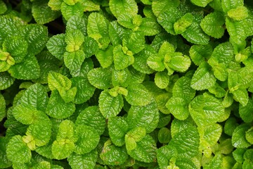 green leaves peppermint on natural daylight