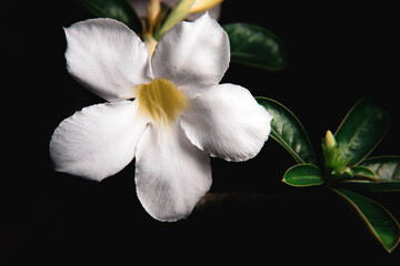 Obraz premium dazzling, exotic, beautiful single petal blooming white adenium, obesum, desert rose, azalea, flowers surrounded by green leaf and branch with blurred background in garden