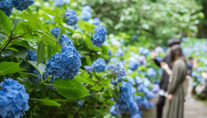 Hydrangea flowers and couple on a date at Meigetsuin Temple in Kamakura,...