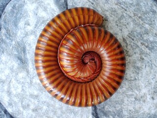 The millipede curled up on the ground.