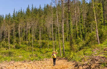 An adventurous hiker walking along a path next to some pine trees, hiker lifestyle concept, copy and paste space, forests of the Basque country. Vertical photo