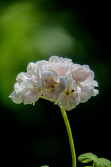 white and yellow flower of a flower