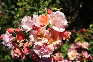 Rosa
