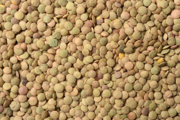 textured of  Salamanca lentils on white background