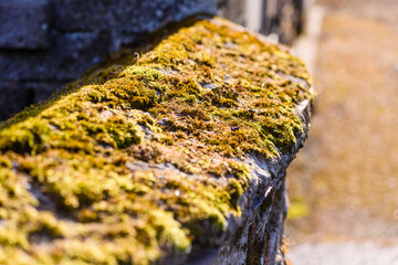 Fototapeta na wymiar Old stone wall covered in a layer of sedum