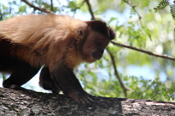 close a monkey in a tree