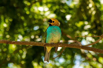 blue and yellow bird
