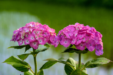 枝川内のアジサイ