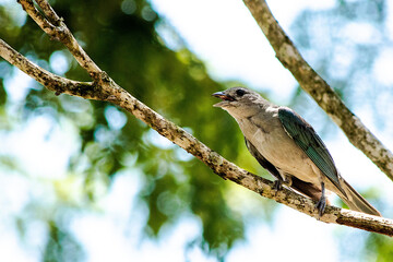 bird on a branch singing
