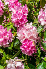 Pink Rhodie Close-up 4