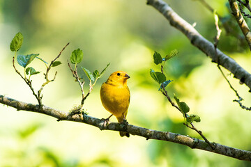 Obraz premium bird on a branch