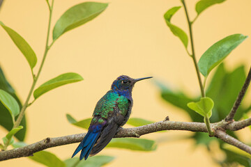 hummingbird in a tree