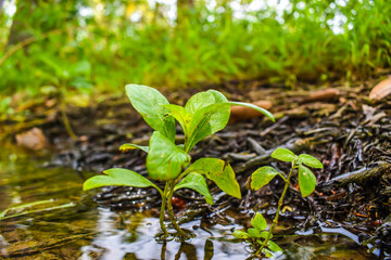 Young growing plant. green leaves in the forest. Branch of tree showing leaves with natural background.