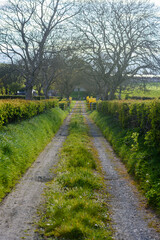 Fototapeta na wymiar Old farm lane in Northern Ireland with tyre tracks and grass growing in the middle.