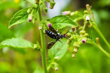 bee on a flower