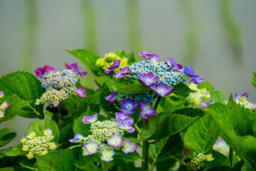 枝川内のアジサイ