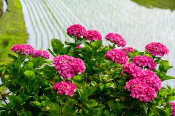 枝川内のアジサイ