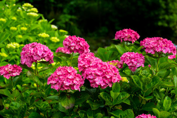 枝川内のアジサイ