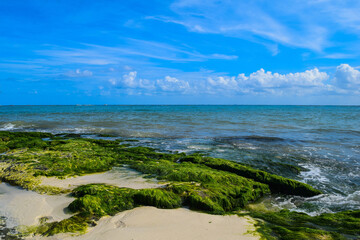 Beaches of Playa del Carmen in Mexico with the presence of algae on its coast