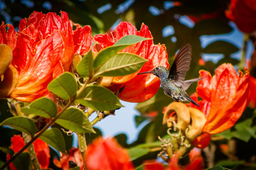hummingbird in flight with flower