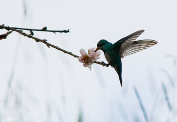 hummingbird in flight with flower
