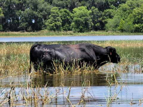 cows in the water