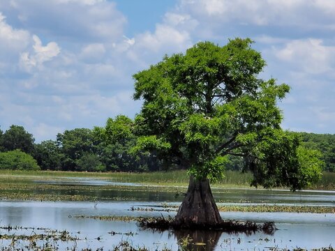 tree on the lake