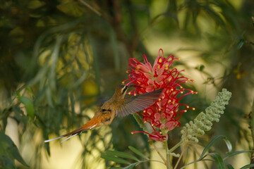 hummingbird in flight with flower