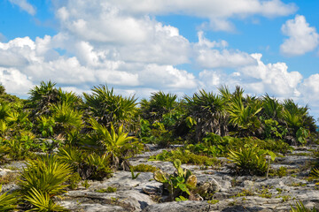 Fototapeta premium Vegetation of the cliffs of the coasts of the Caribbean Sea in Tulum