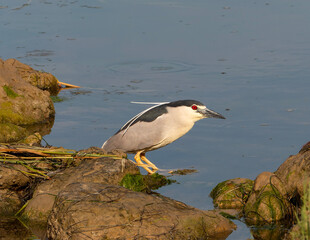 Martinete común en la orilla de una laguna salada del Delta del Ebro