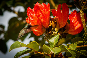 hummingbird in flight with flower