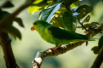 green parrot