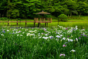神楽女湖のハナショウブ