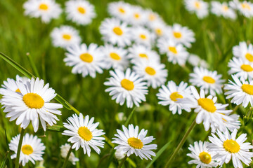 Fototapeta premium white and pink daisies in a green meadow close-up