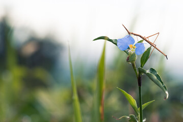 Curious stick bug eating a blue flower of the natural grass. White and cloudy sky in the background with plants in bokeh, horizontal image with copy space.