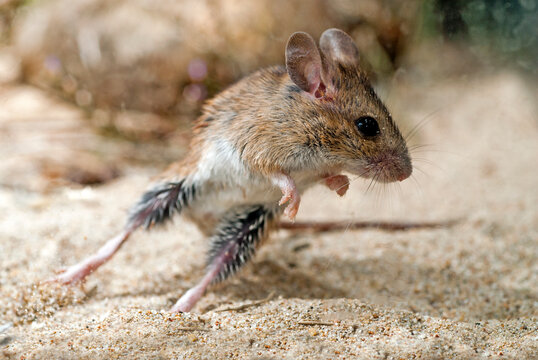 jumping Wood mouse // springende Waldmaus (Apodemus sylvaticus)