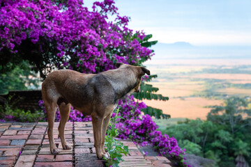 Cute female dog looking at a wonderful landscape full of trees and hills in the background with purple bougainvillea flowers around her