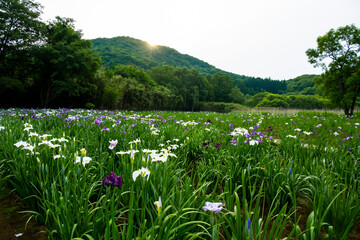 神楽女湖のハナショウブ