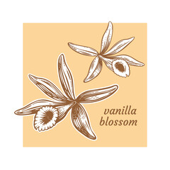 Vanilla orchid vanilla flower. Vector Illustration.