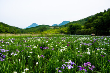 Obraz premium 神楽女湖のハナショウブ