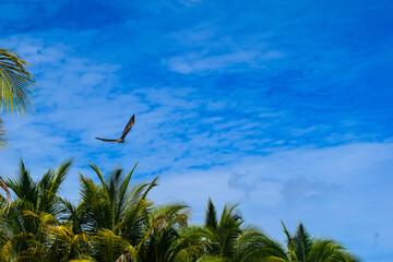 Eagle flying on the shores of the Bacalar lagoon near the tops of the palms