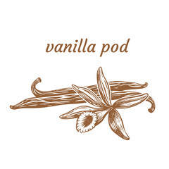 Vanilla flowers and beans set. Hand drawn sketch style vanilla aroma pods. Culinary and aroma needs drawings. Vector illustrations.