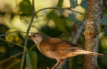 bird on a branch