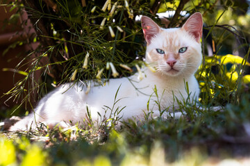White cat with blue eyes and yellow-orange color tones on the body staring under the shade of...