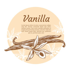 Vanilla flowers and beans set. Hand drawn sketch style vanilla aroma pods. Culinary and aroma needs drawings. Vector illustrations.